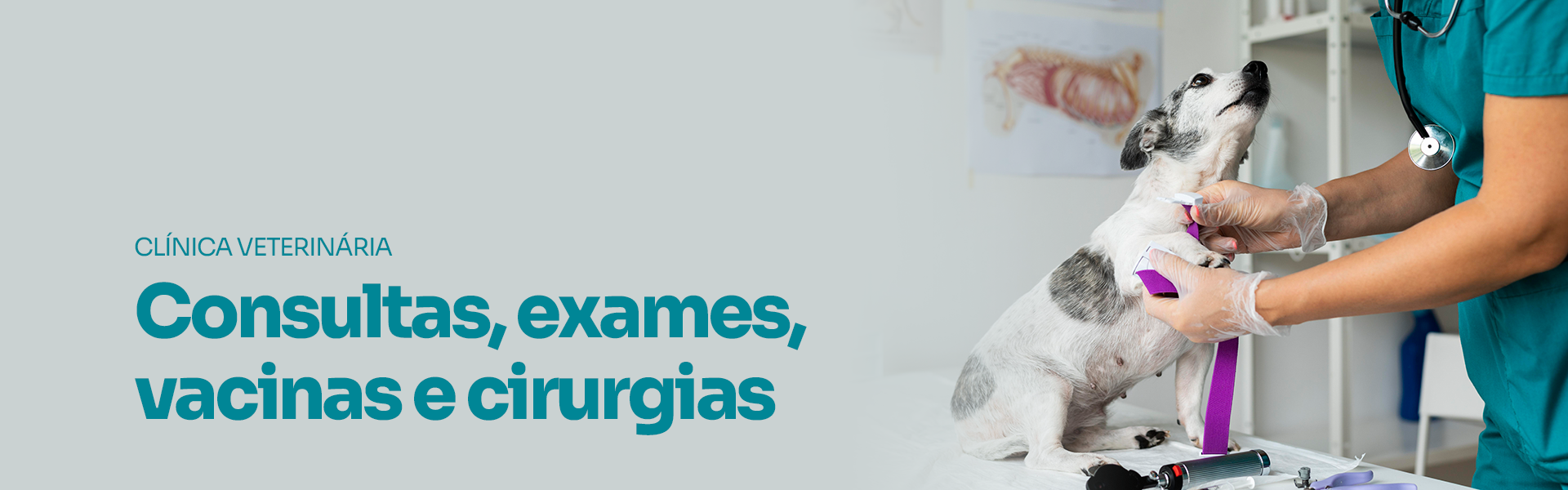 Clnica Veterinria em So Caetano no Sul - For Pet So Caetano
