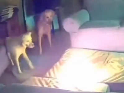 ALERTA! Cachorro acidentalmente inicia um incndio aps mastigar um carregador porttil
