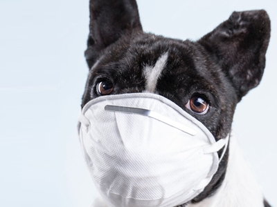 Vacina contra a Gripe Canina
