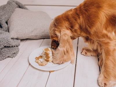 Seu cachorro ingeriu um alimento txico - o que fazer?